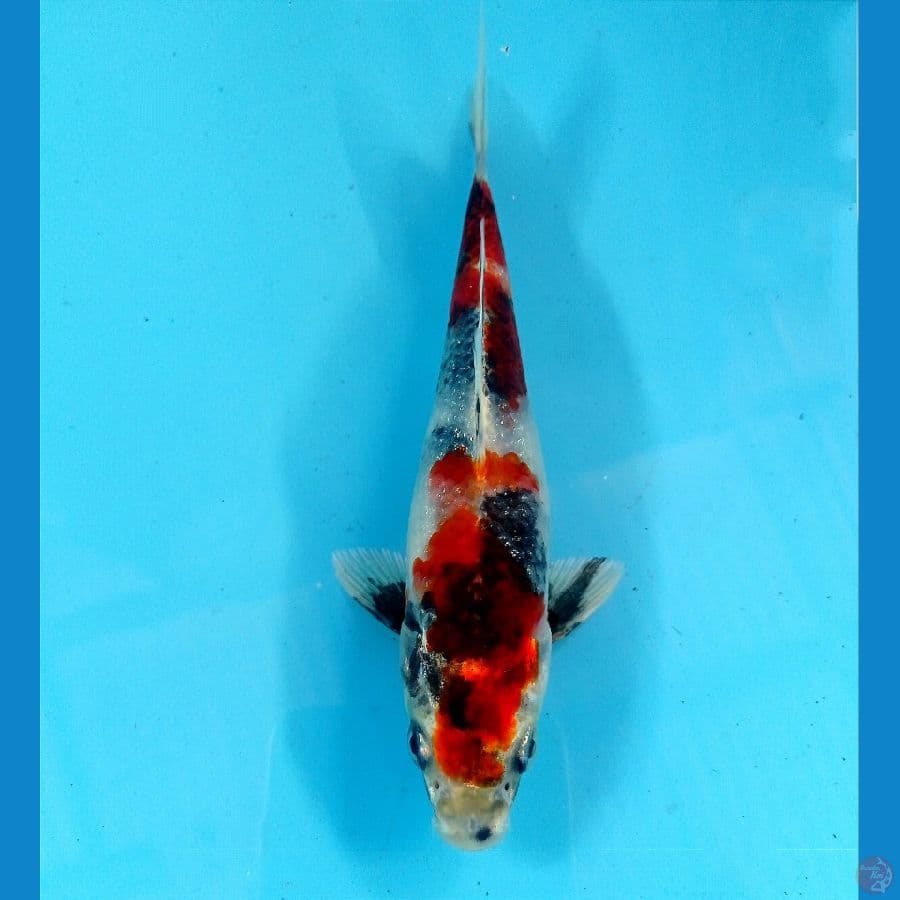 showa hikari 16 cm