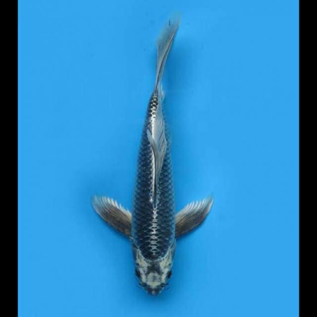 37cm - Kumpay Matsuba Male 