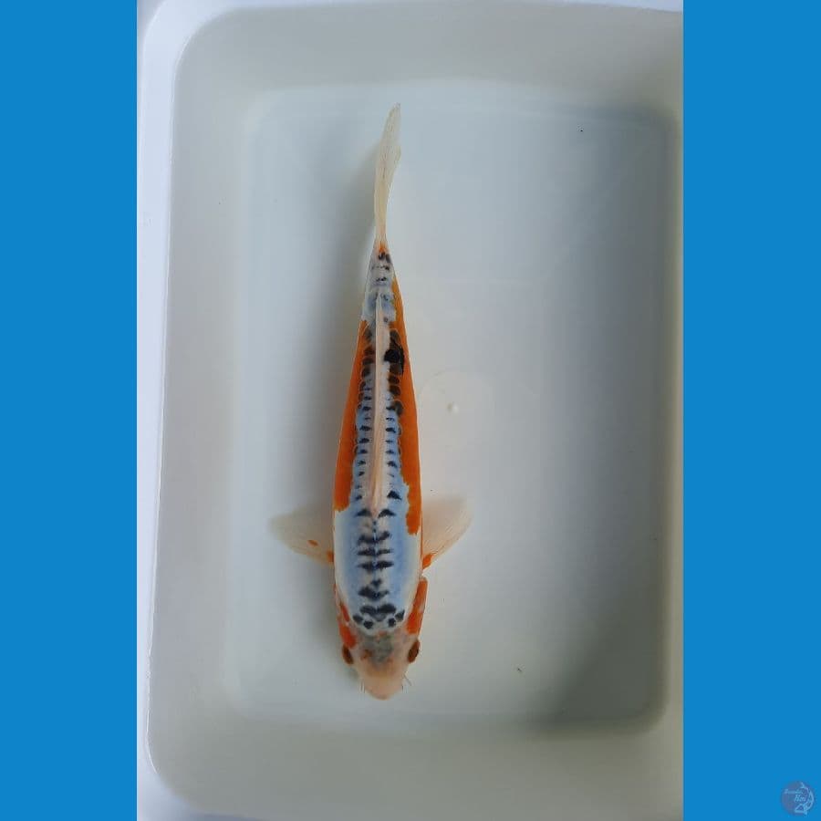 Shusui 31cm female