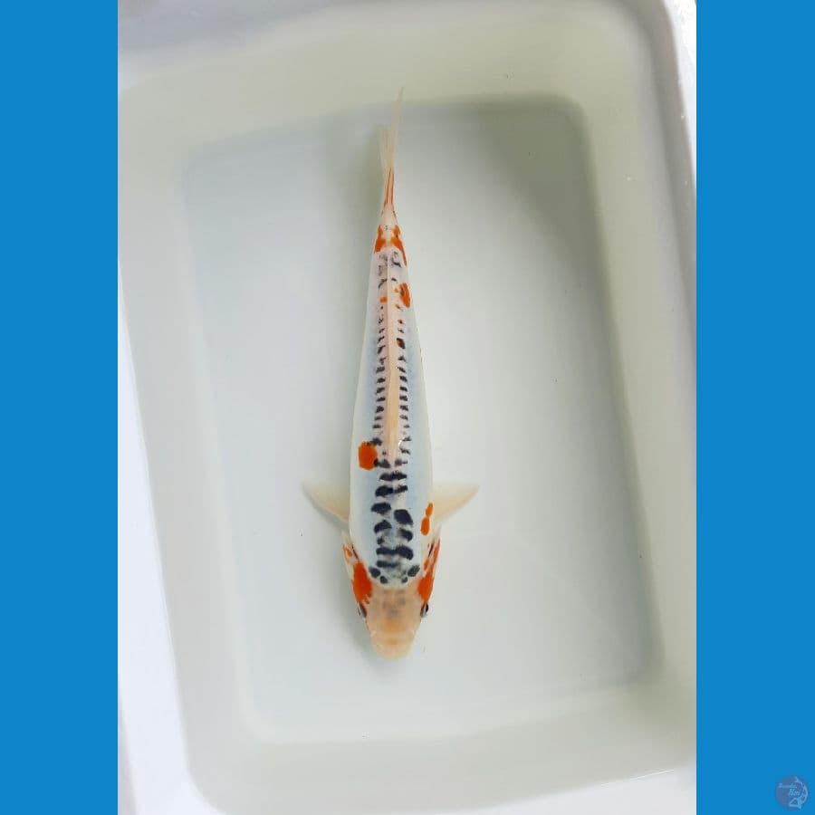 Shusui 31cm male