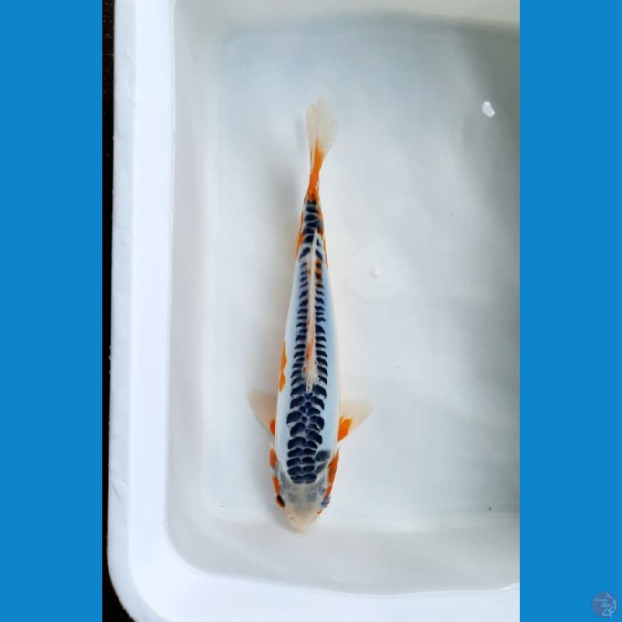 Shusui 29cm male