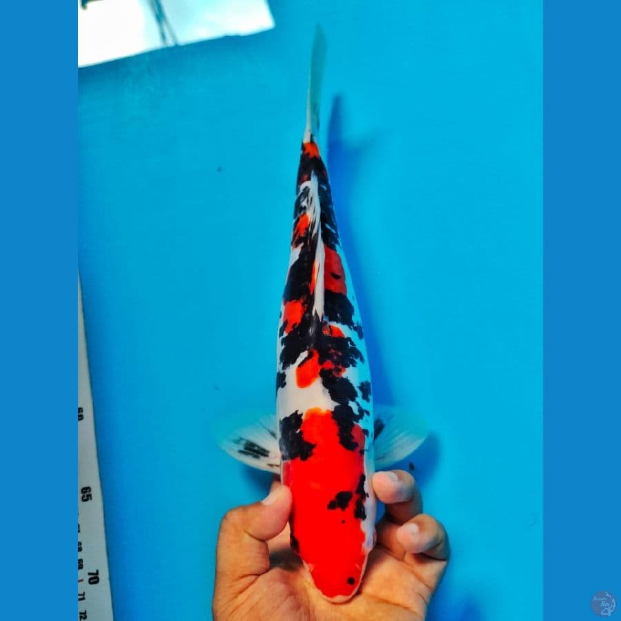 doithau sanke 34cm