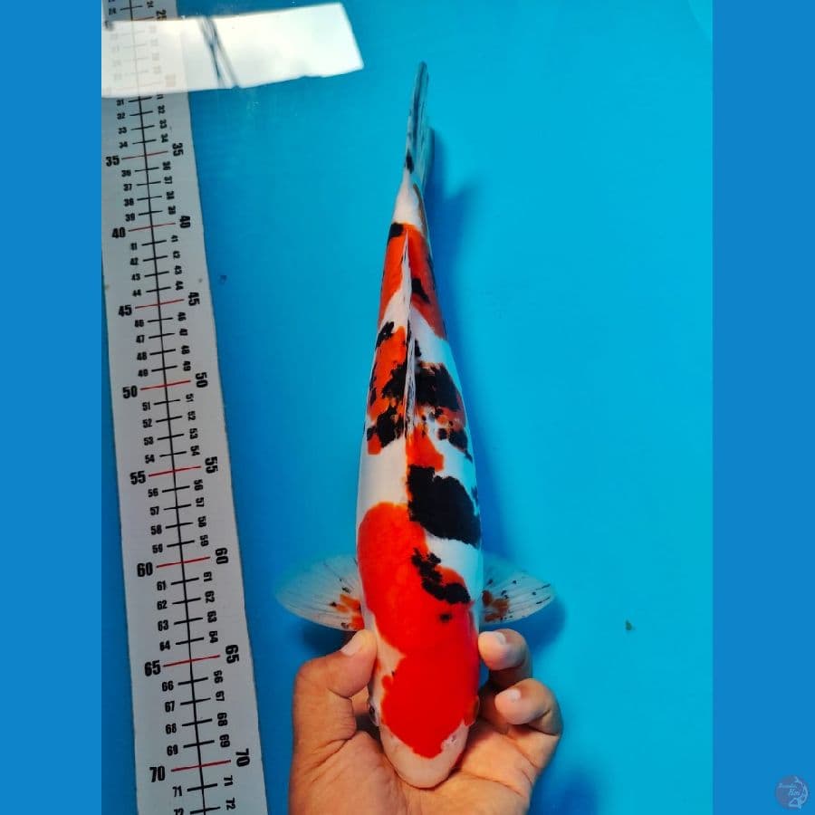 doithsu sanke male 36cm