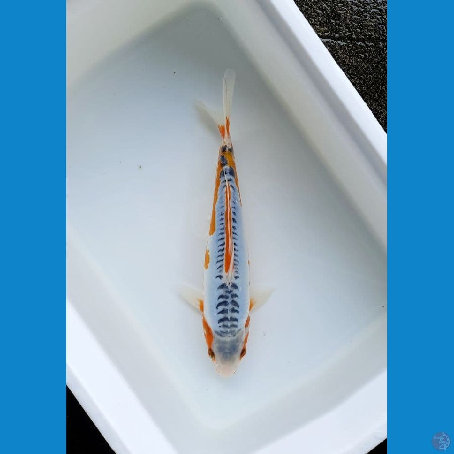 Shusui 28cm female
