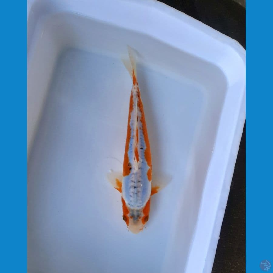 koshui 29cm male