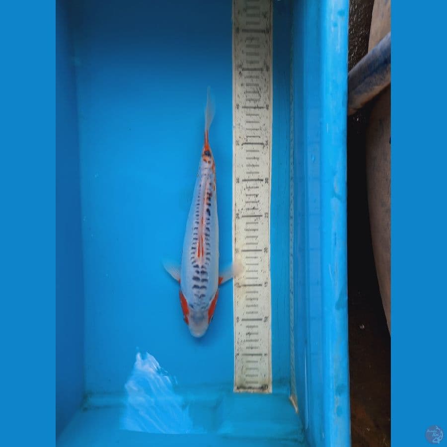shusui 32cm female