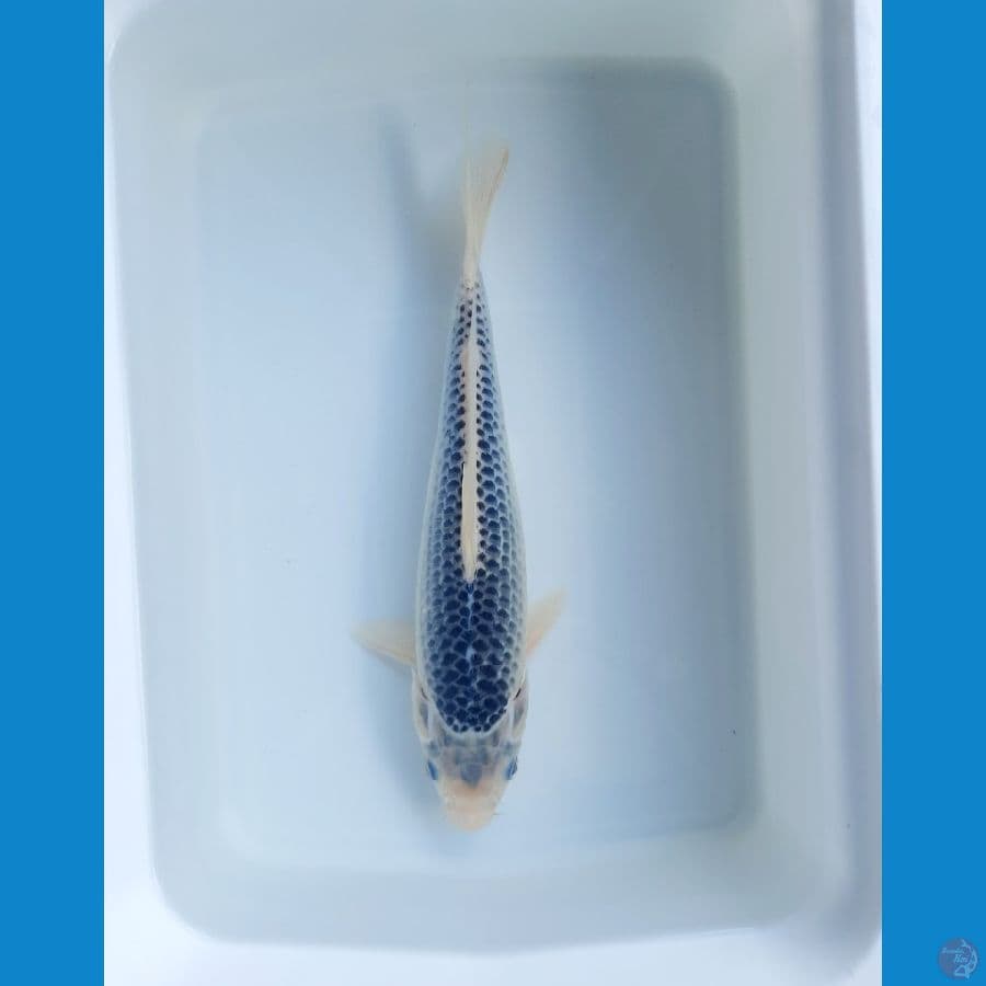 asagi 32cm female