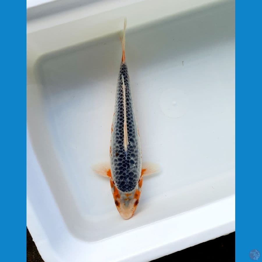asagi 26cm female