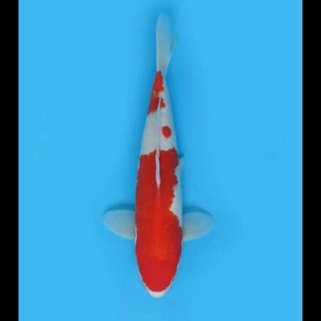 32cm - Red Kohaku Male