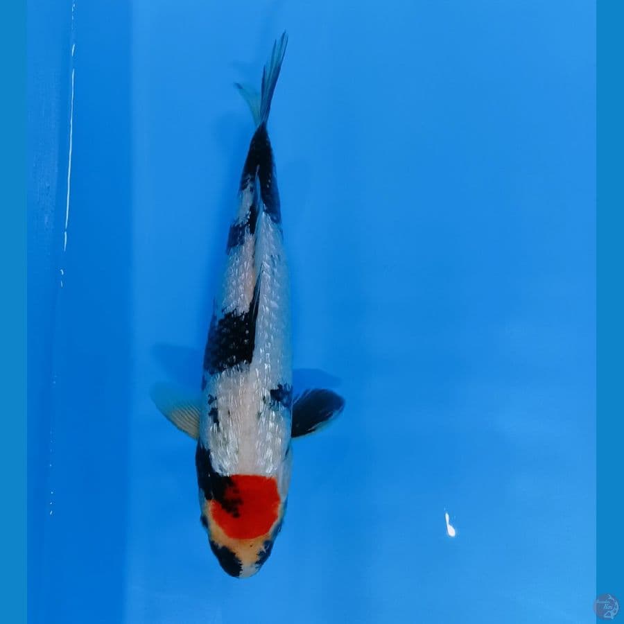 TANCHO SHOWA GINDRIN PADAT 30CM.