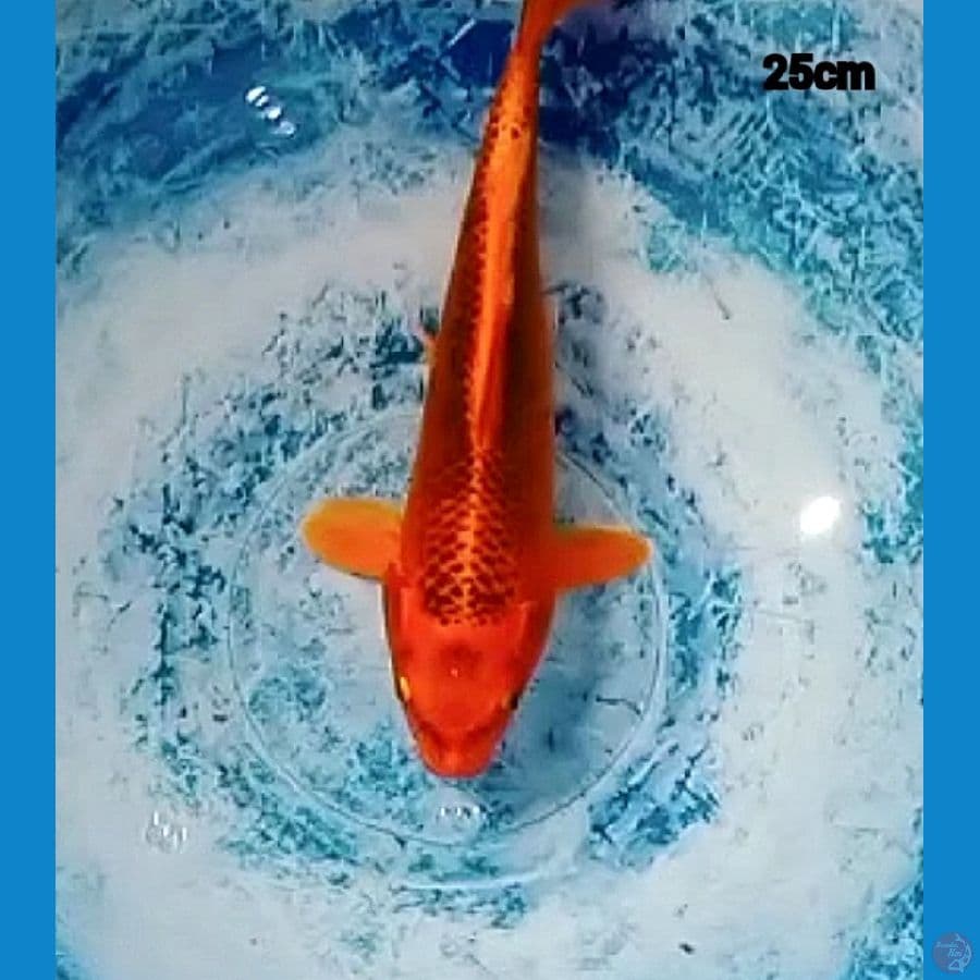 AKA MATSUBA 25CM