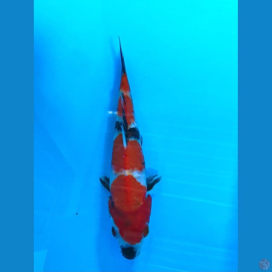 showa 17cm