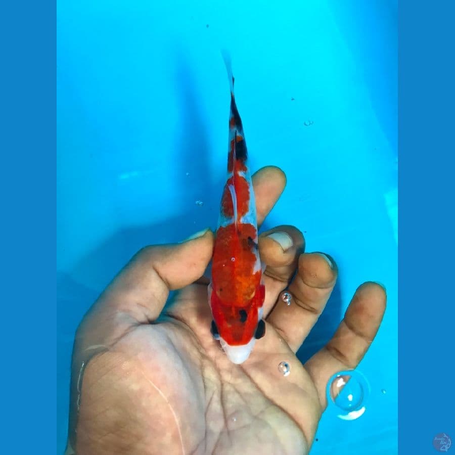 showa 15cm
