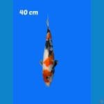 SHOWA TATEGOI 40cm GOOD QUALITY (male)