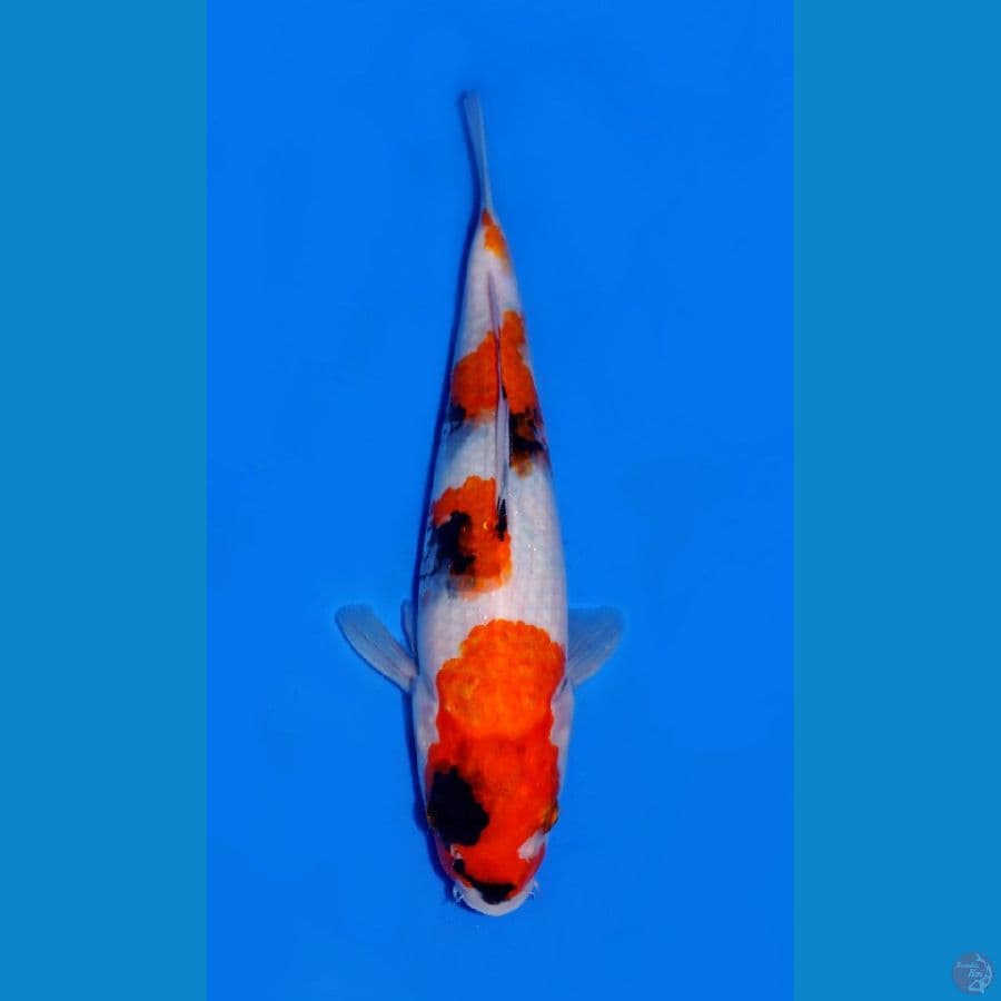 3~SHOWA 22 CM
