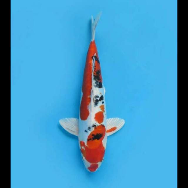 32cm - Sanke Metalik