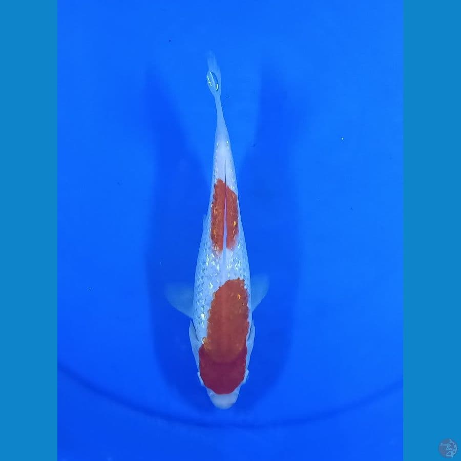 kohaku ginrin 22 cm