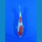 kohaku ginrin 22 cm