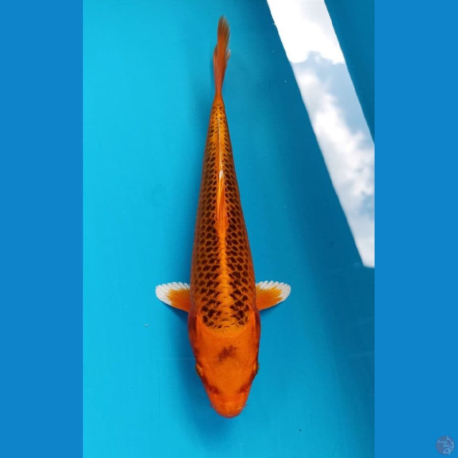aka madsuba 23cm