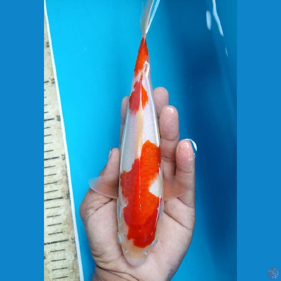 kohaku 25cm