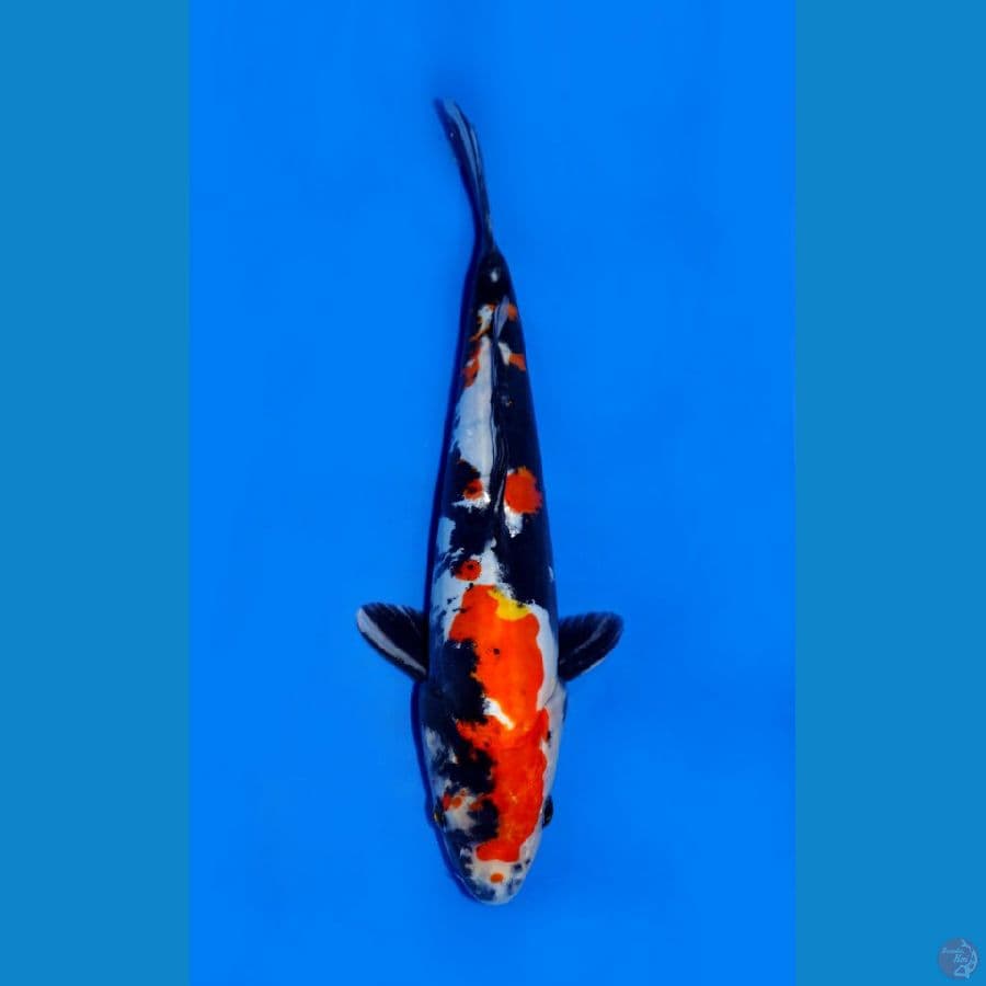 SHOWA DOITSU 25 CM