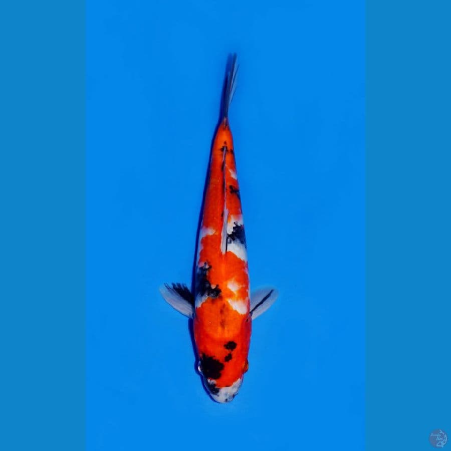 7~SHOWA 24 CM