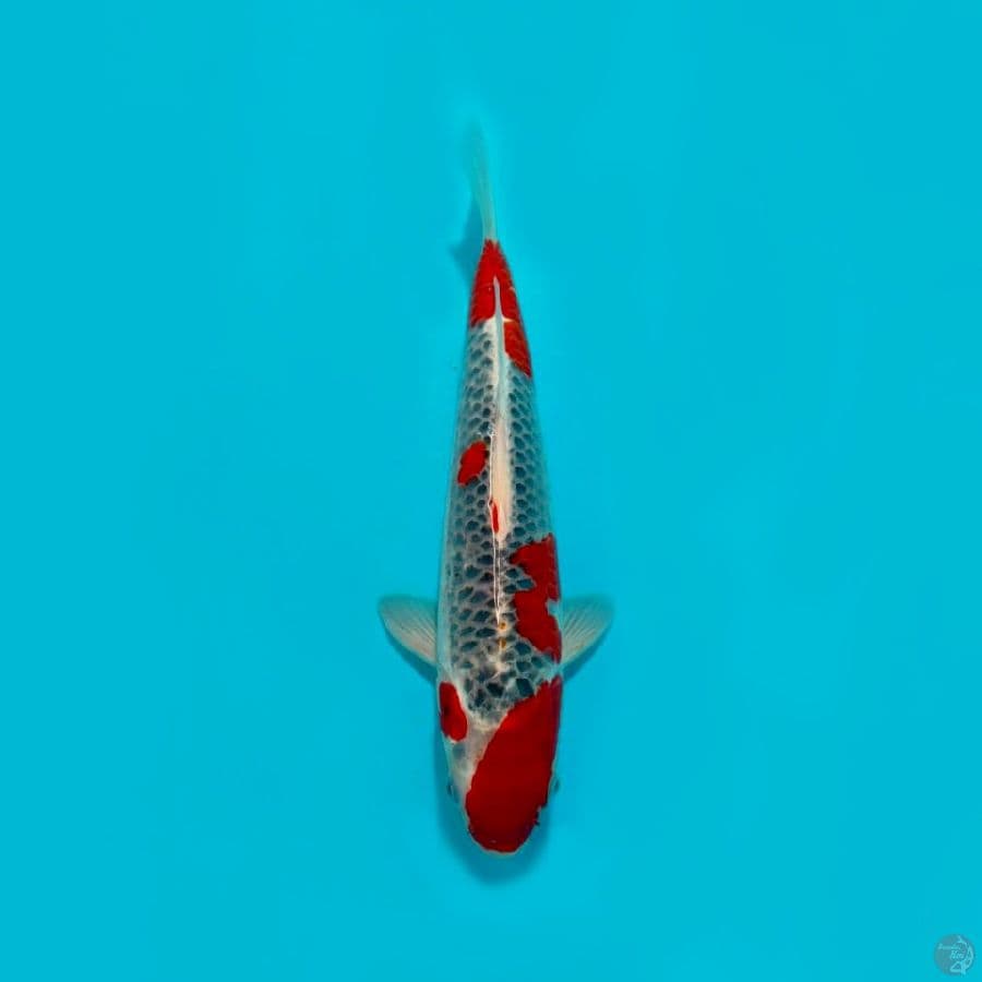 9~ GOSHIKI 34 CM