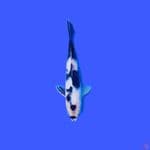 shiro 23 cm male SQ 