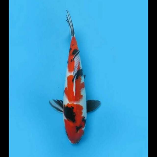 30cm - Showa Sanshoku Hq 