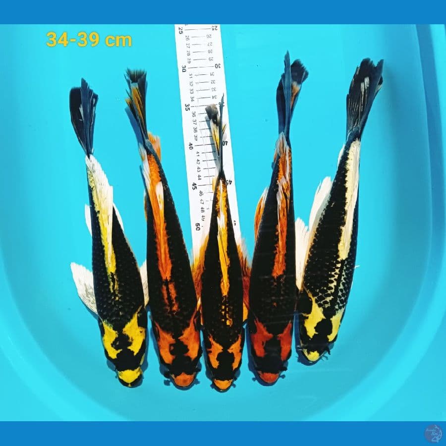 Kumpay kabuto 34-39