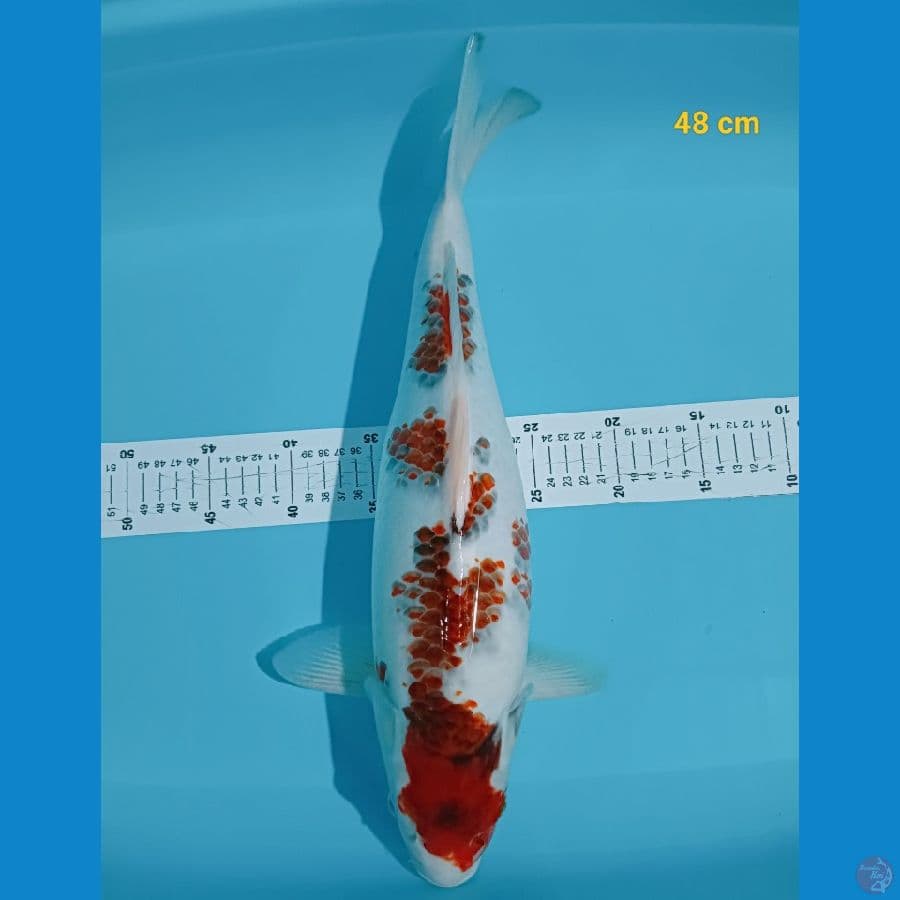 SQ goromo 48 cm