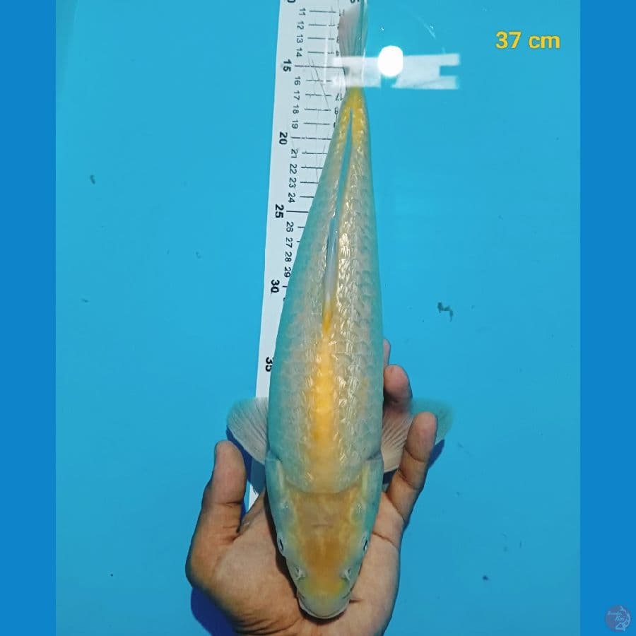 male ginrin padat 37 cm