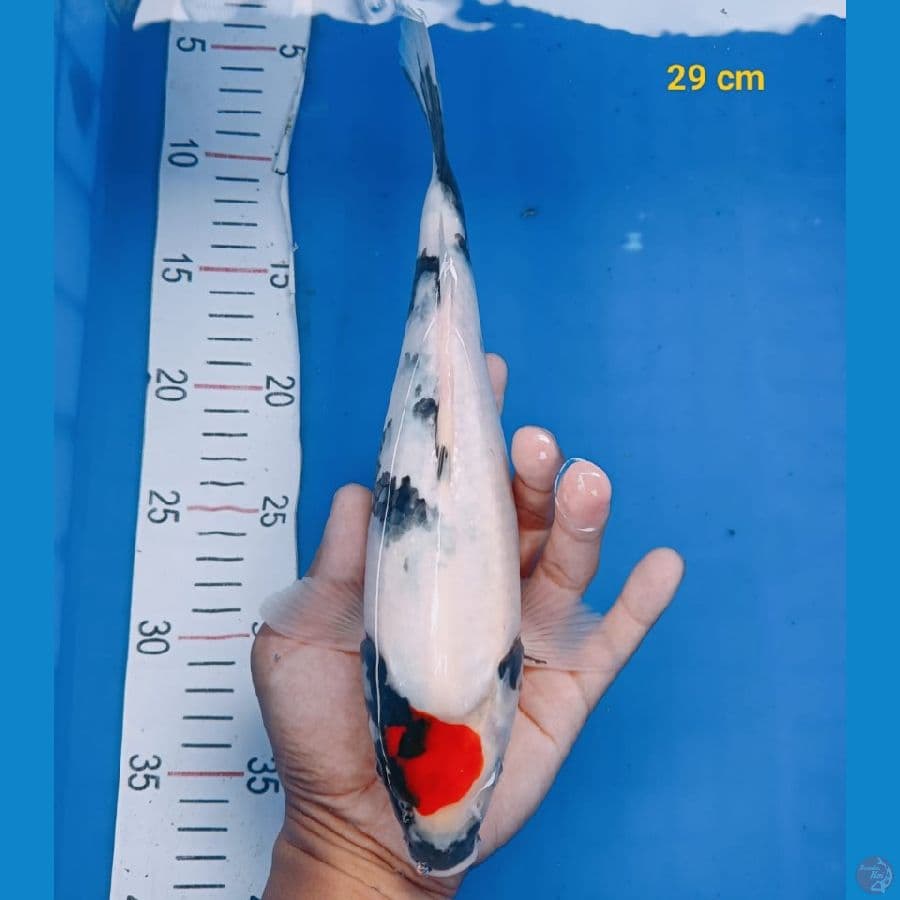 SHOWA 29CM