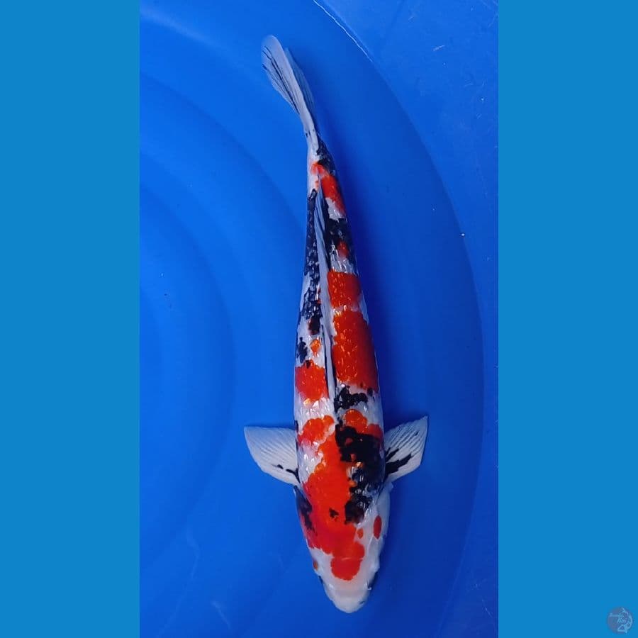 SHOWA GINRIN 52CM