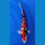 SHOWA GINRIN 52CM