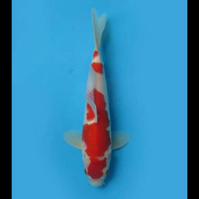 28cm - Kohaku Red Male