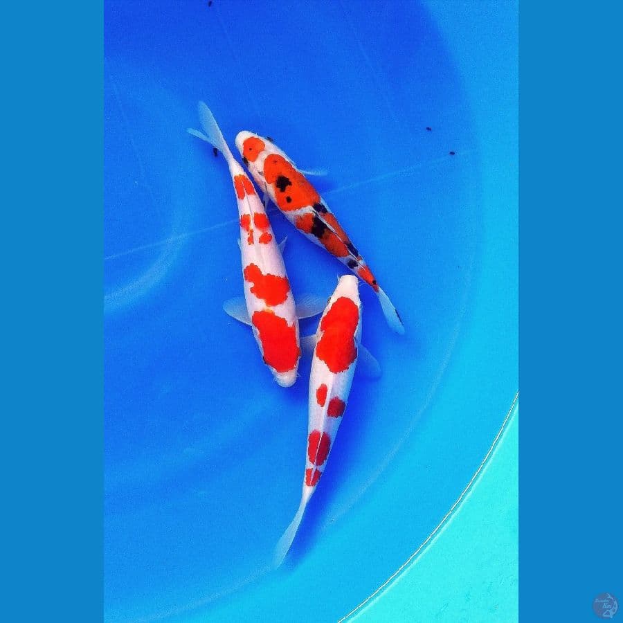 kohaku & koromo sanke