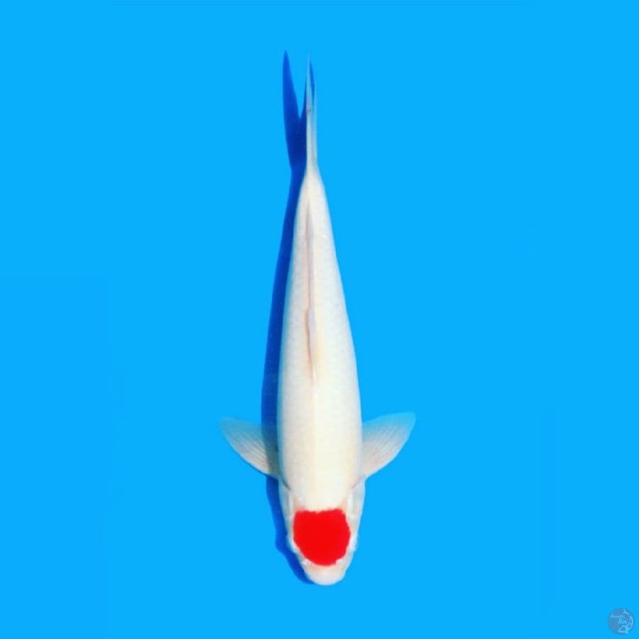 tancho kohaku 40BU
