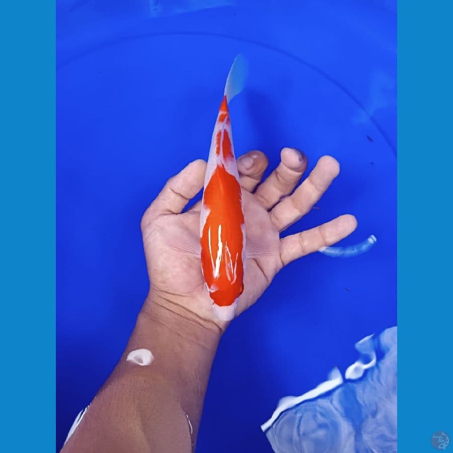 kohaku 22cm