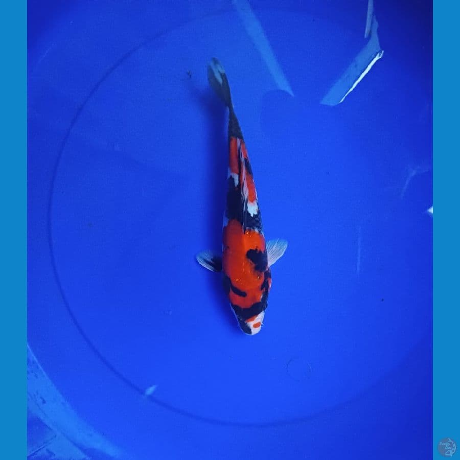showa sanshoku hq 27cm