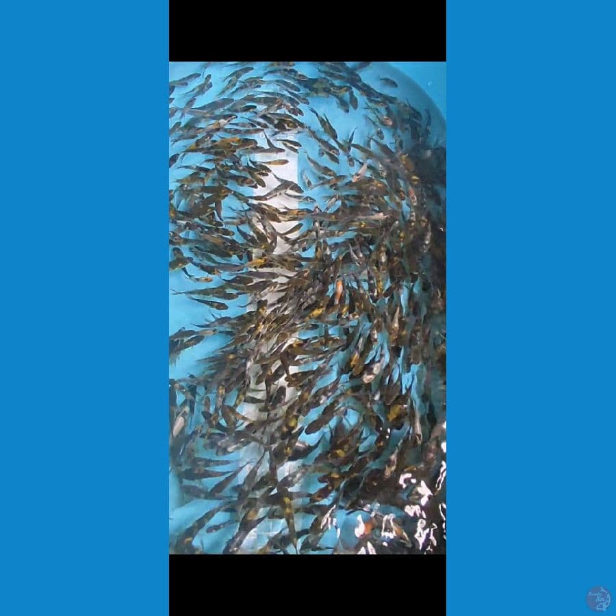 SHOWA Shiro Mix 400 ekor 4-7cm