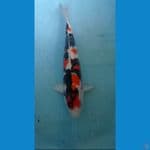 showa 45cm jantan
