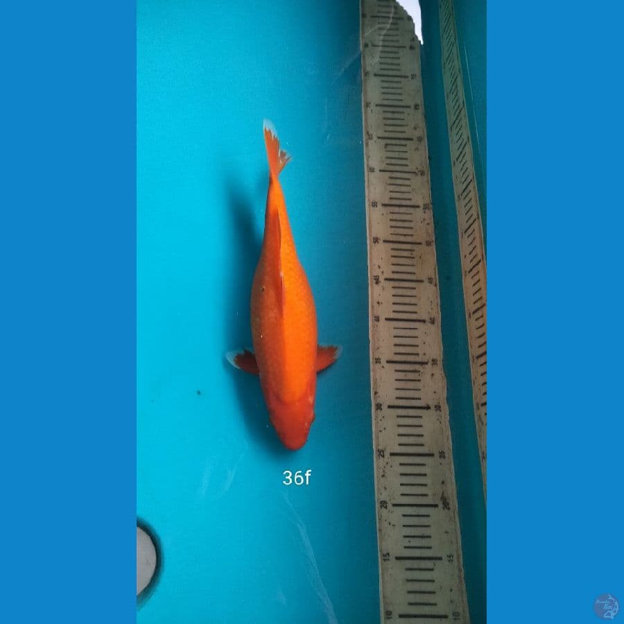 benigoi 36cm f