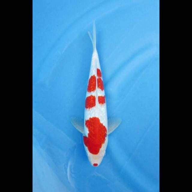 CENDRAWASIH KOI