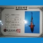 import ginrin showa shinoda 27cm