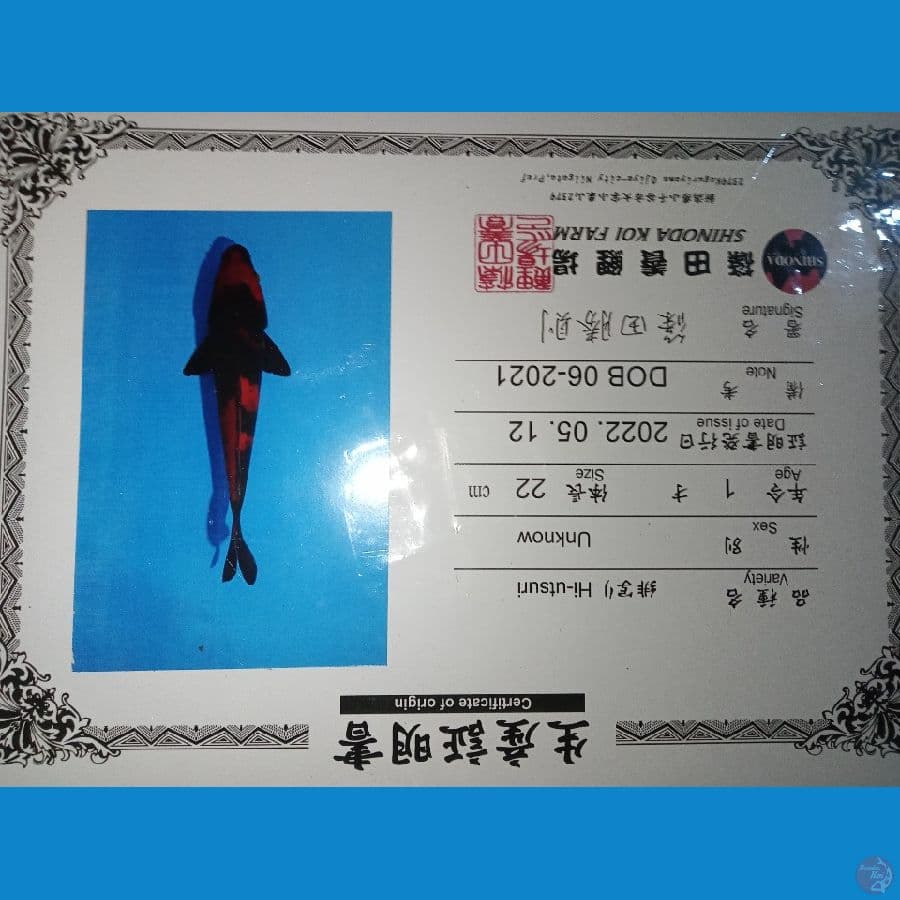 import hi-utsuri shinoda 25cm
