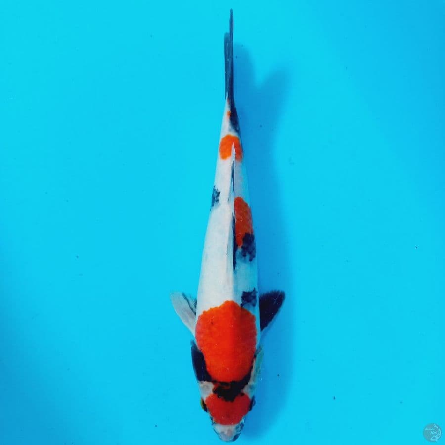 *MARUTEN SHOWA//ML/31 CM*