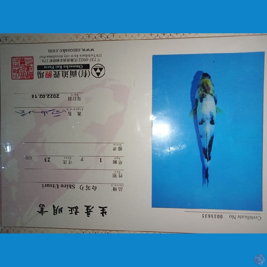 import shiro omosako 25cm