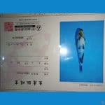 import shiro omosako 25cm