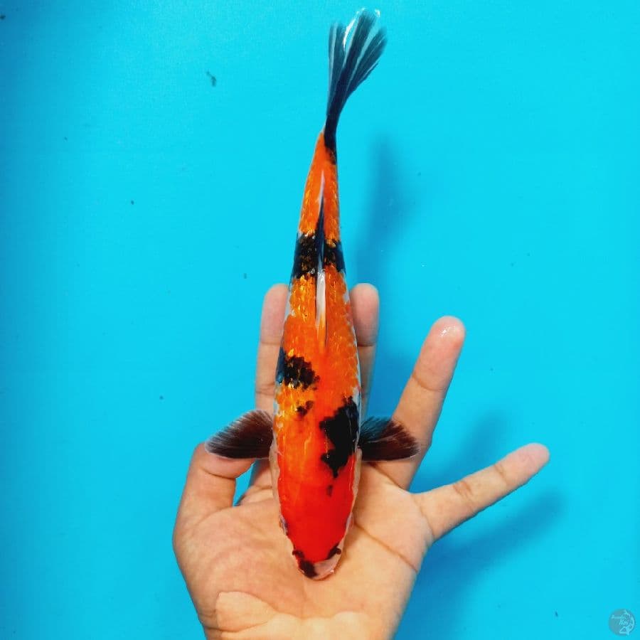 *HI SHOWAGINRIN//24 CM*
